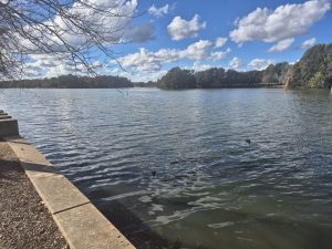 Lake Ginninderra, Belconnen